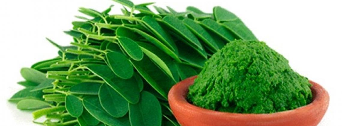 Moringa | Conheça os Benefícios para a Saúde Dessa Iguaria