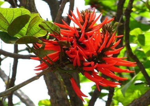 Mulungu Conheça a Planta Capaz de lhe Trazer Tranquilidade